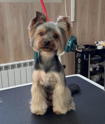 Стрижка, мытье и вычес кошек и собак.