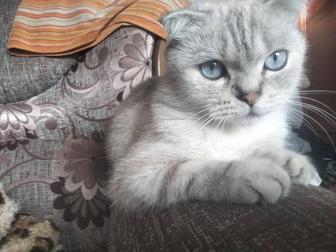 Ищу кота для вязки scottish страйт