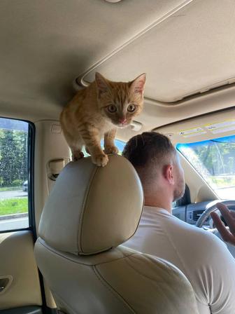 Котенок 5 месяцев