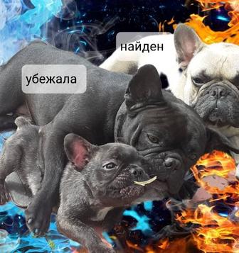 Пропала собака