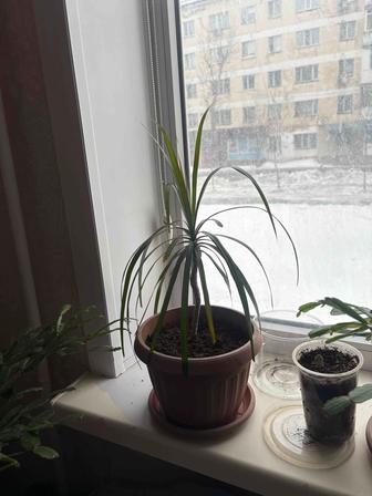 Комнатные растения