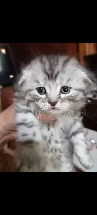 Котята Скотчиш Страйт