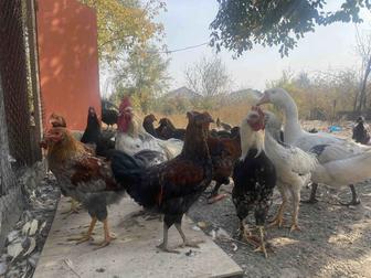 Продам кур домашние