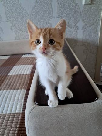 Отдам котенка(мальчик)