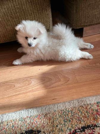 Щенок померанский шпиц