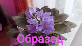 Продам фиалку Rhapsodie Clementine.