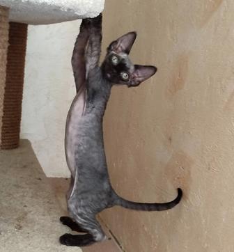 Котята девон-рекс