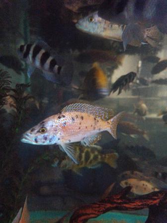 Цихлида нож длиннорылый хаплохромис пятнистый