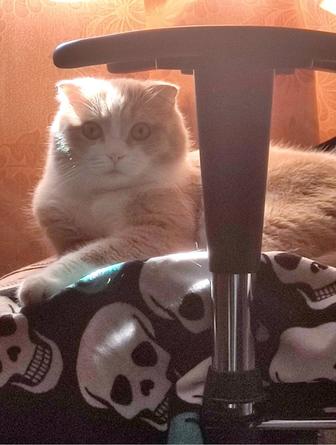 Шотландский вислоухий кот пушистик