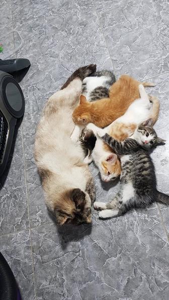 Отдам котят в хорошие руки