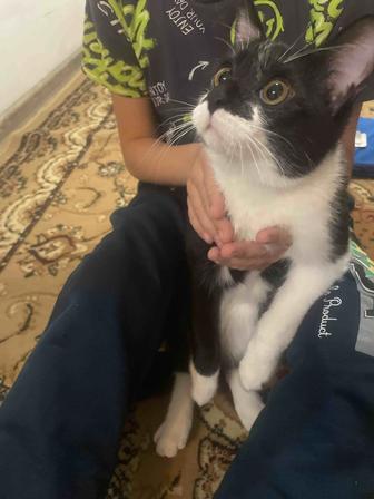 Котик 5 месяцев