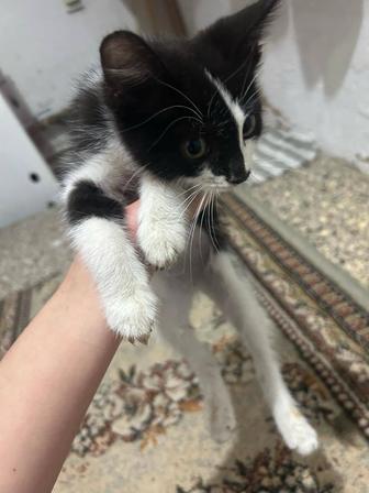 Котенок