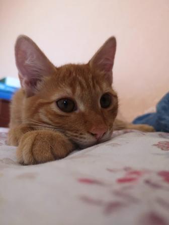 Отдам котика