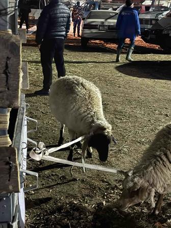 Бараны здоровые 35 кг Қой сатылады Алматы каласы