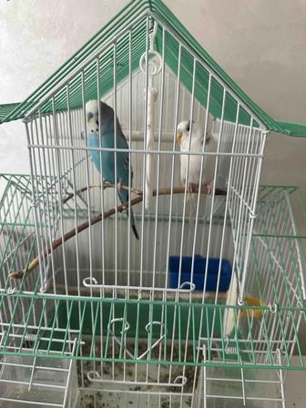 Продам волнистых попугаев с клеткой