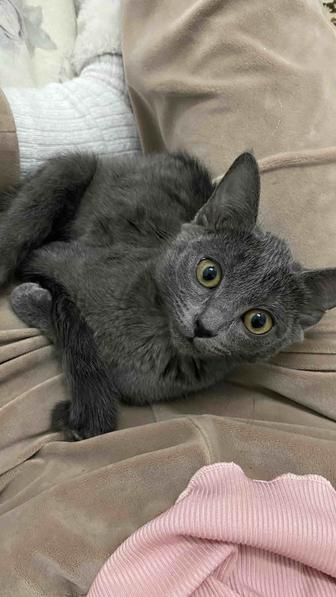 Продам кошку