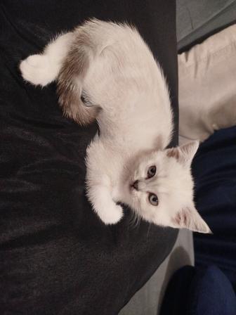 Продам шотландскую кошечку