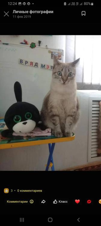 Спокойная домашняя кошка