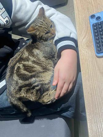 Срочно отдам котенка