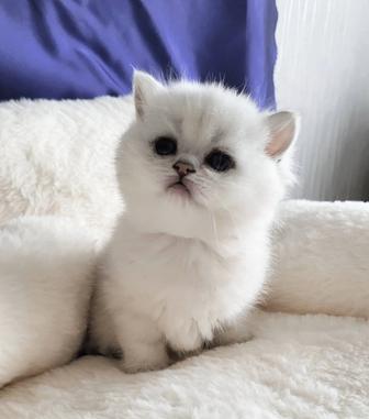 Белоснежные котята