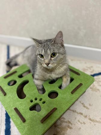 Продам кошку