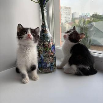 Отдам котят в хорошие руки