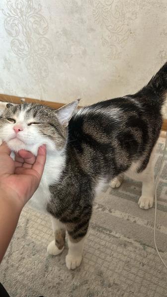 кот
