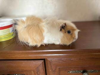 Отдам морскую свинку бесплатно