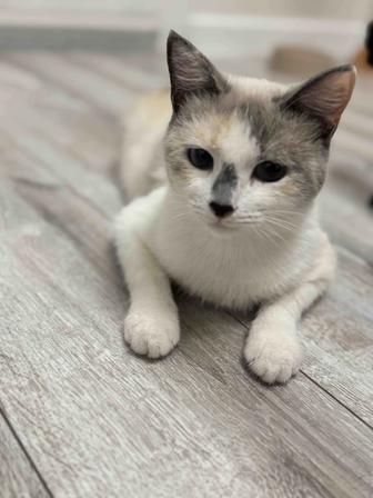 Кошечка Мила ищет семью.