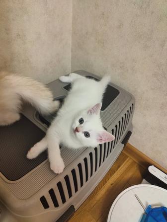 Продам породистых котят