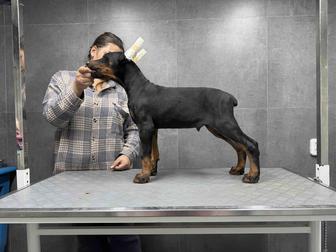 Кобели Добермана!!!