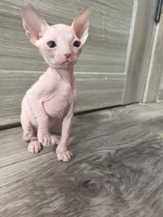 Котенок Донской Сфинкс