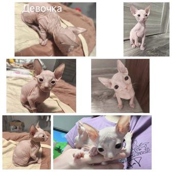 Котенок Донской Сфинкс