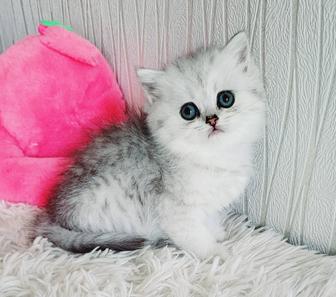 Серебристые котята