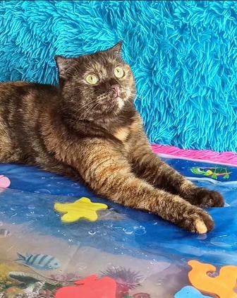 Стерилизованная вислоухая молодая кошечка 2 года ищет дом.