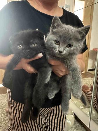 Продам породистых котят