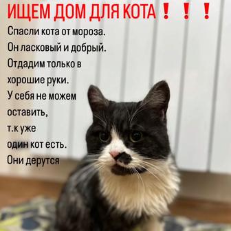 Ищем дом коту!