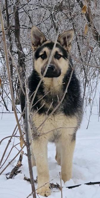 Щенок ВЕО, кобель,7 месяцев