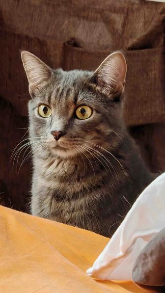 Отдам котенка в добрые руки