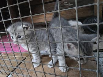 Продам котенка породы скоттиш