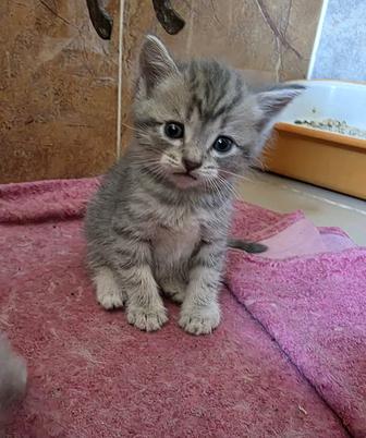 Продам котенка породы скоттиш