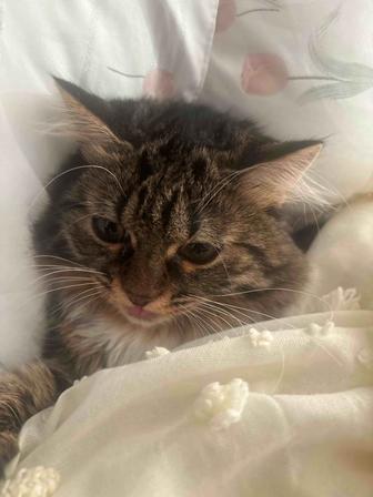 Отдам кошку