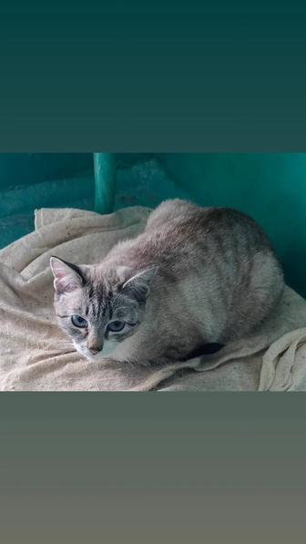 Кошка Мурка бесплатно