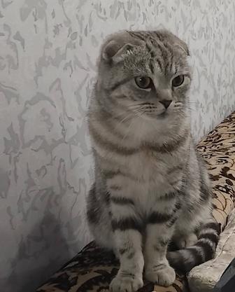 Отдам кошку