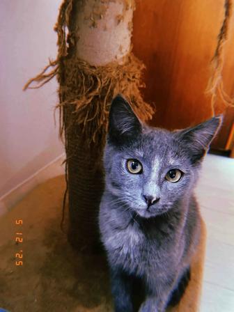 Котенок в добрые руки!