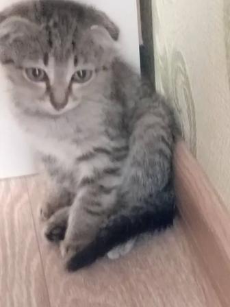 В дар.отдам .котенок .вислоухая.шотландка