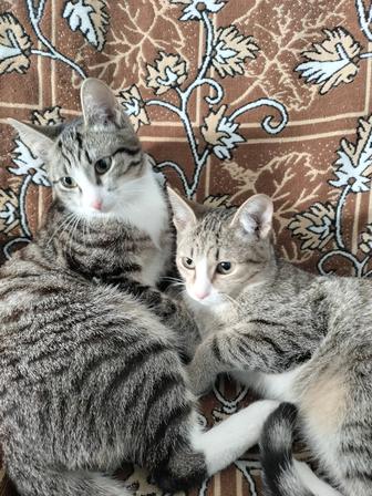 Отдам двух котят возраст 5 месяцев