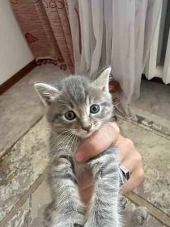 Котенок шотландец