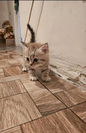 Скотишь фолд