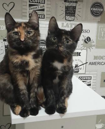 Котята бесплатно